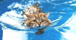 Kedilerin Suyla İmtihanı: Neden Suya Mesafeli Duruyorlar? İşte Gizli Sebepler!