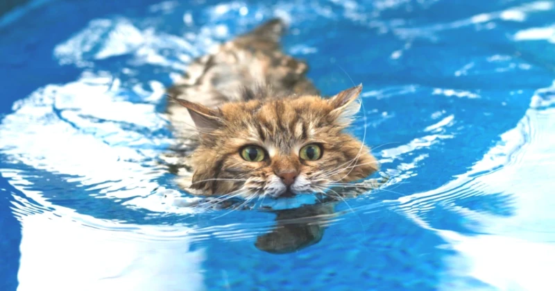 Kedilerin Suyla İmtihanı: Neden Suya Mesafeli Duruyorlar? İşte Gizli Sebepler!